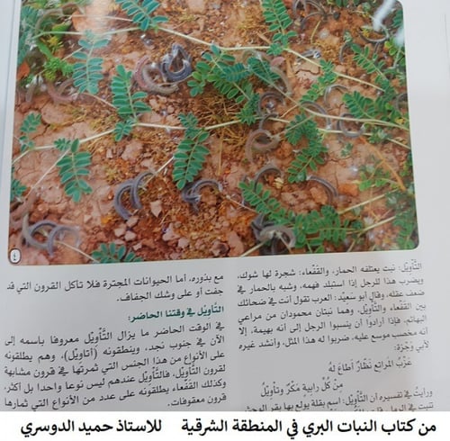 قفعاء و تأويل كمية البذور مثل الصورة Astragalus