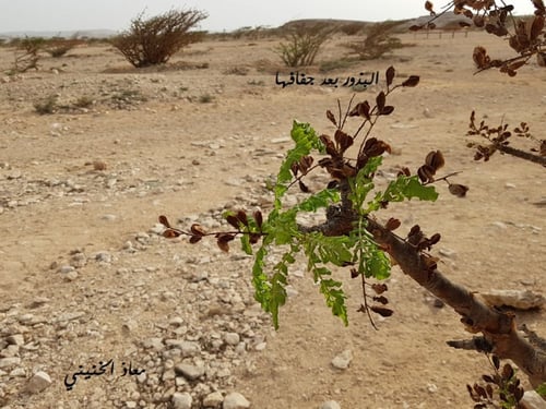 عقل لبان عماني