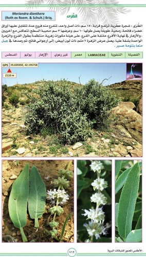 ظري 20 بذرة Meriandra dianthera