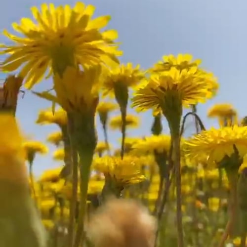 حوى ( الكلاب ) 100 بذرة Leontodon laciniatus