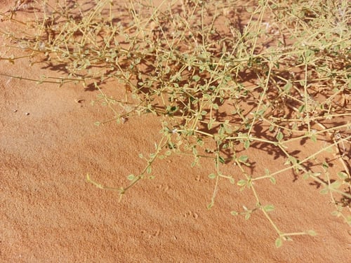 تربة - شكاعي - درما - حلاوي - جنبة من الربع الخالي...