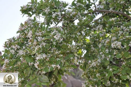 شدن 20 بذرة Carissa edulis