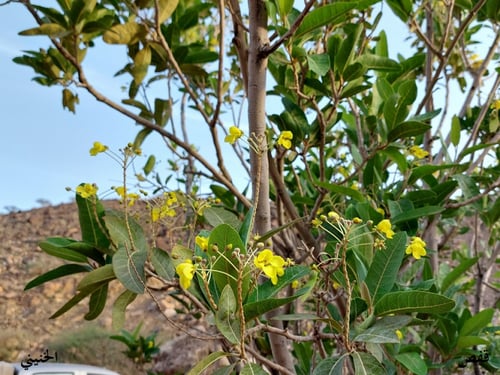 قفص 10 بذرات Acridocarpus orientalis A