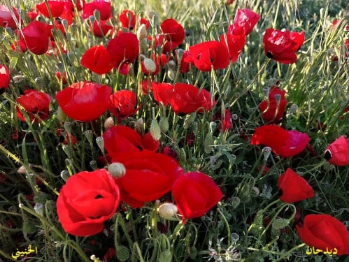 ديدحان الاردن من ربيع الاردن 1000 بذرة Papaver gla...