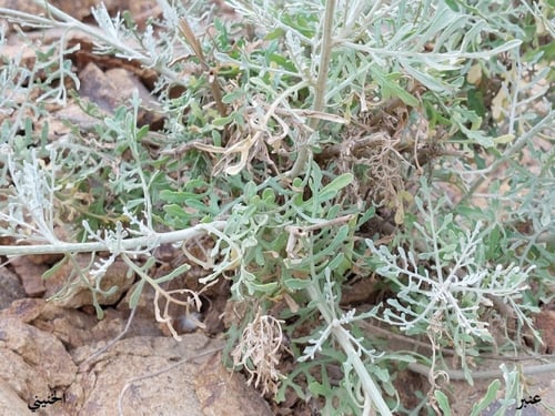 عنبر - قرنفل 5 زهرات Volutaria lippii