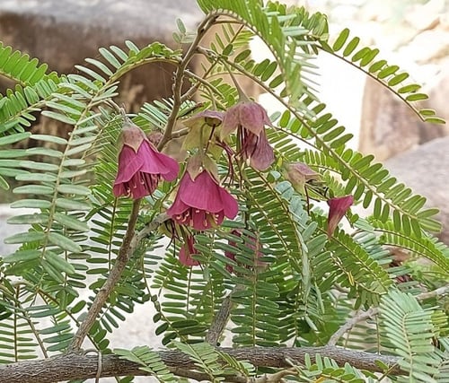 حمرار 15 بذرة Cadia purpurea