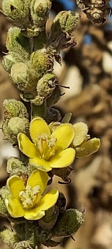 البوصير 30 بذرة Verbascum sinaiticum