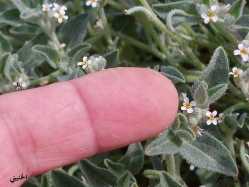 ربل 15 بذرة Morettia parviflora