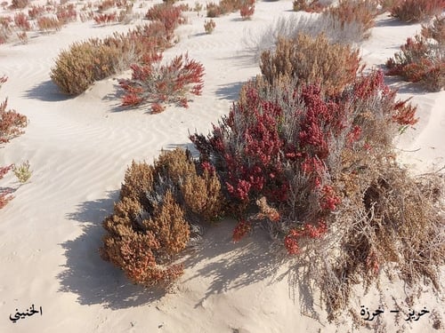 خرزة - خريز 50 بذرة Forssk - Bunge ex Ung