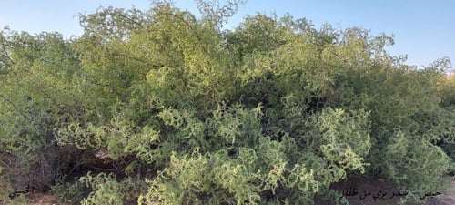 حضف سدر بري ظفار 20 بذرة Ziziphus Leucodermis