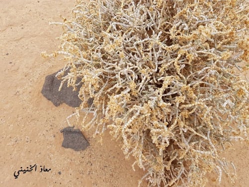 عجرم بذور و اوراق بمقدار بيالة anabasis lachnantha