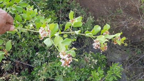 شدن 20 بذرة Carissa edulis