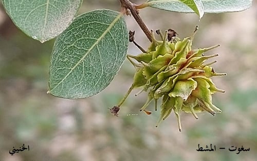 سغوت - المشط 20 بذرة Anogeissus dhofarica