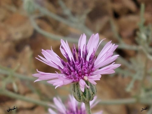 عنبر - قرنفل 5 زهرات Volutaria lippii