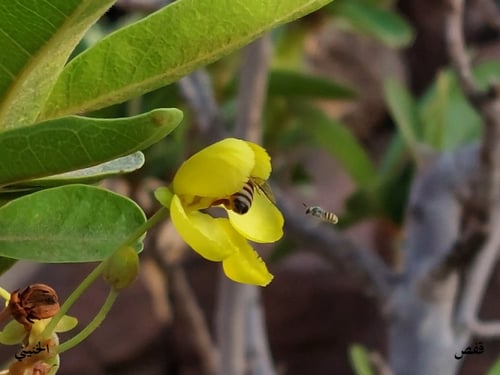 قفص 10 بذرات Acridocarpus orientalis A