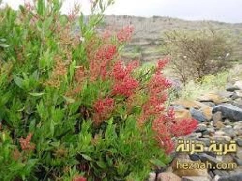 عثرب 30 بذرة rumex nervosus