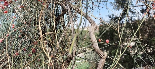 لوى 20 بذرة Ephedra foeminea Forssk