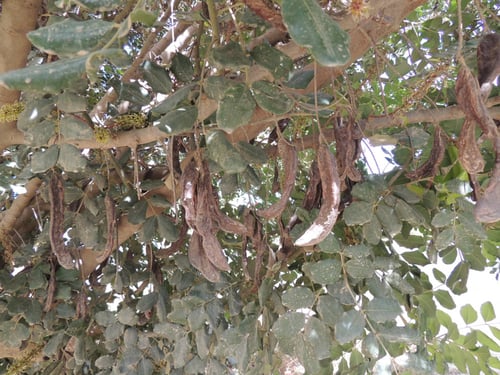خروب 30 بذرة Ceratonia siliqua