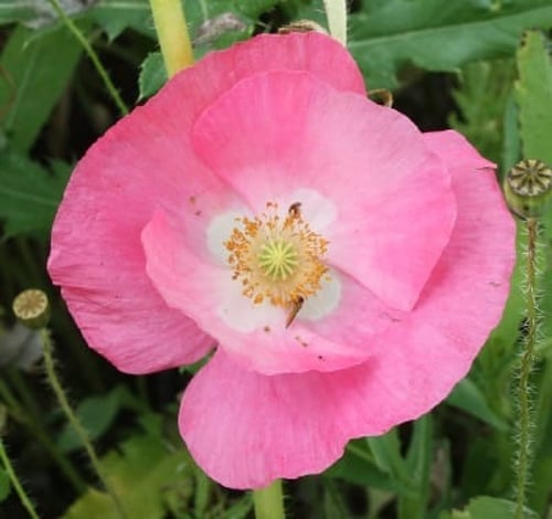 ديدحان الوان احمر وابيض و وردي 1000 بذرة Papaver g...