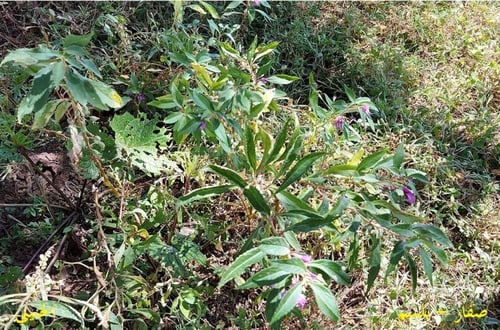 بلسم - صفار ظفار 20 بذرة Lmpatiens balsamina