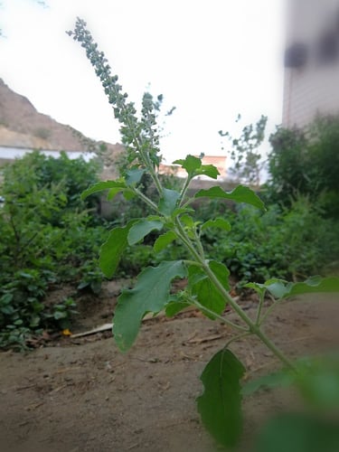 وزاب 200 بذرة ( نبات عطري ) ocimum tenuiflorum l