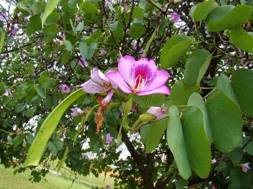 خف الجمل 15 بذرة Bauhinia variegata لا اعرف عن جود...