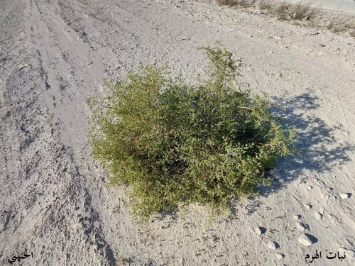 هرم مع شوائب كمية البذور كيلو Tetraena