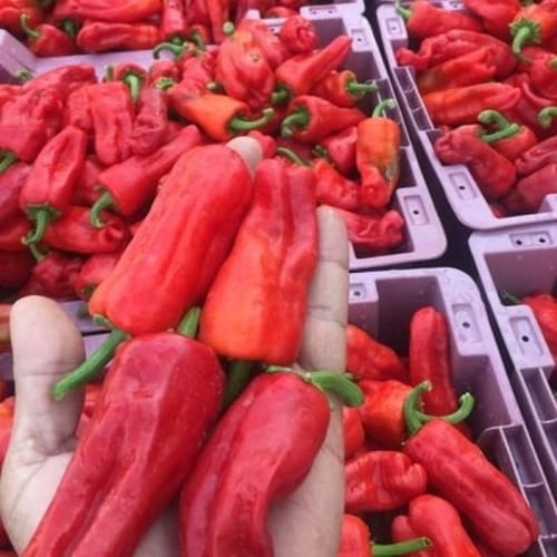 فلفل شقراء شديد الحرارة 200 بذرة تقريبا