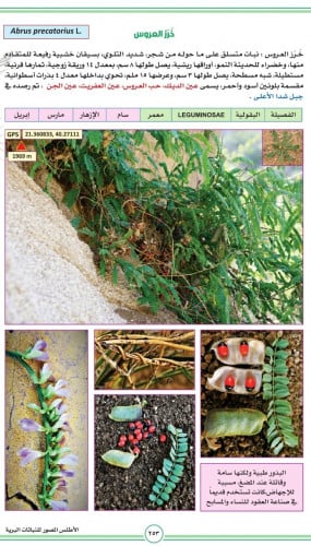 خرز العروس - الفنا 15 بذرة Abrus precatorius