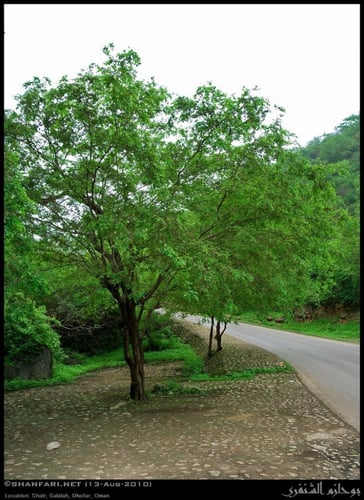 سغوت - المشط 20 بذرة Anogeissus dhofarica