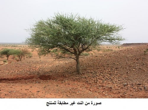 سنط سيلا 30 بذرة