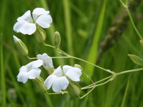 دهدهان ابيض 100 بذرة Vaccaria Hispanica