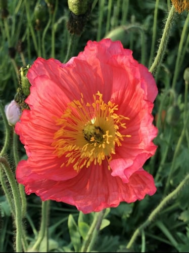 ديدحان الوان كثيرة اوربي 500 بذرة Papaver glaucum