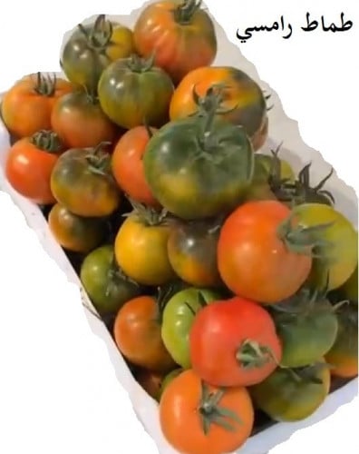 طماط رامسي 200 بذرة Tomato