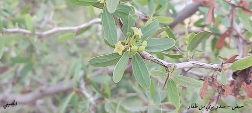 حضف سدر بري ظفار 20 بذرة Ziziphus Leucodermis