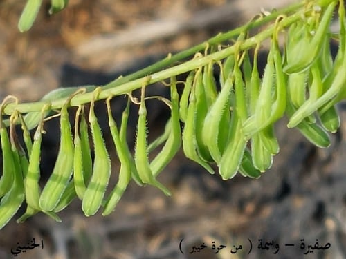 صفيرة ( الوسمة ) 10 بذرة Lsatis lusitanica