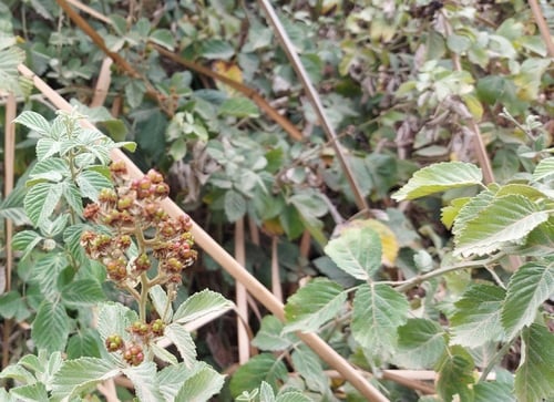 عليق - توت بري 15 بذرة Rubus sanctus