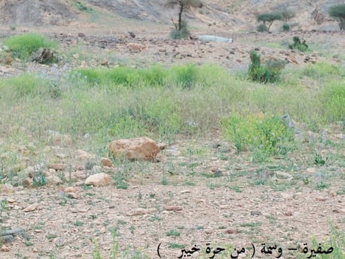 صفيرة ( الوسمة ) 10 بذرة Lsatis lusitanica