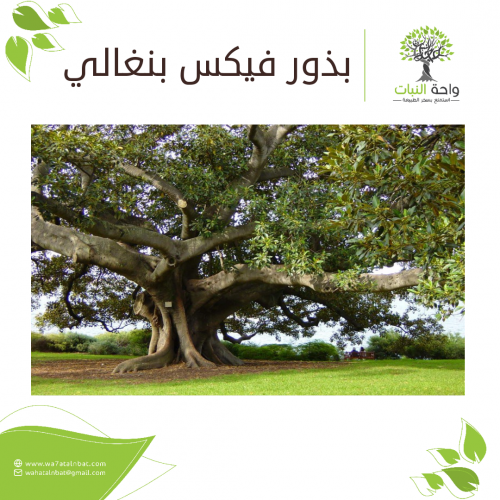 بذور فيكس بنغالي