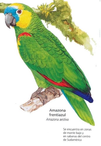 ميدالية جناح الببغاء (في حال الطلب راح يتم التواصل...