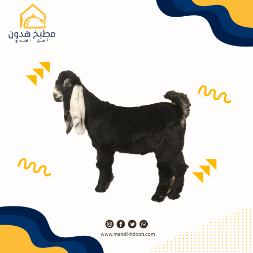 تيس عارضي وسط - ذبيحتك لبيتك في جدة