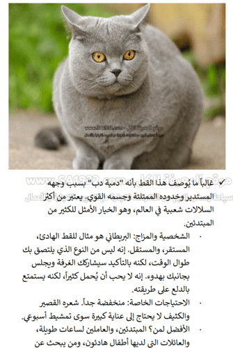 دليل تربية القطط المنزلية