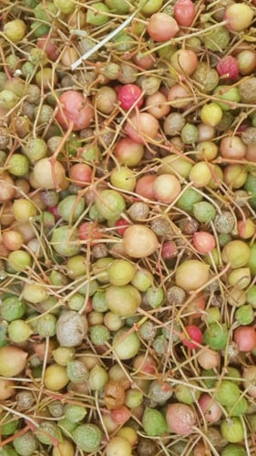 تنضب 15 ثمرة Capparis decidua