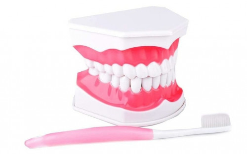 مجسم فك أسنان