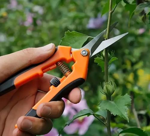 مقص تقليم وقطف ثمار
