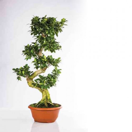 فيكس مايكروكاربا