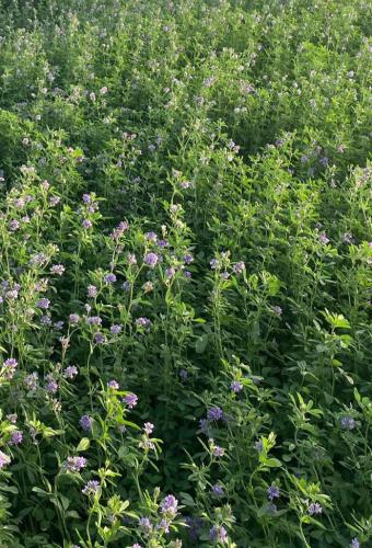 بذور برسيم حساوي 1 كيلو