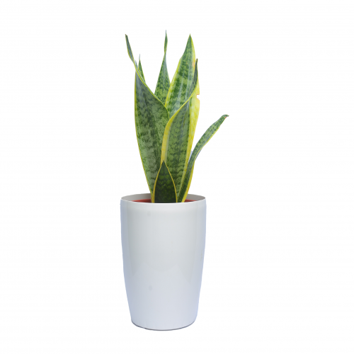 صبار جلد النمر قصير وسط