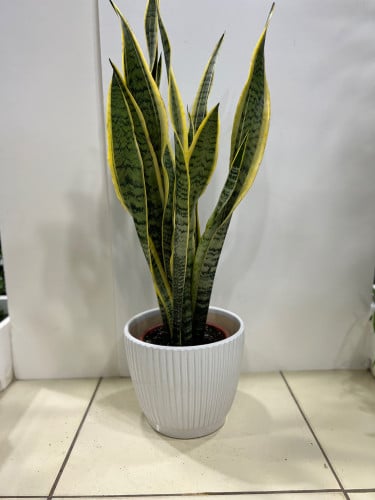 صبار جلد النمر