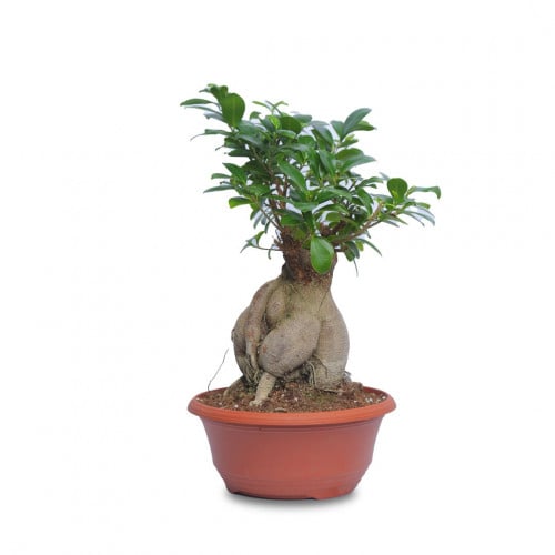 فيكس جينسيج